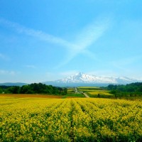 鳥海山菜の花まつり遠景